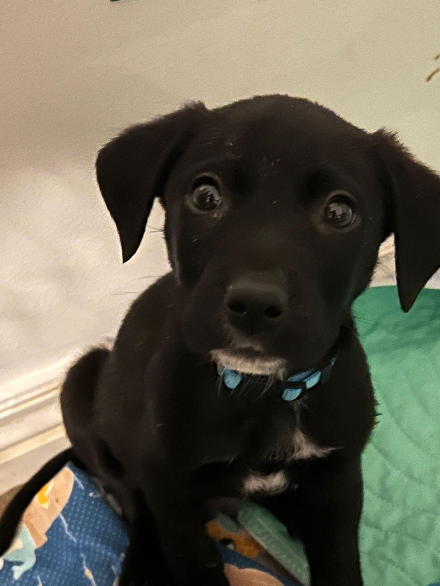 Big Mac, Adoptable, Puppy Male Labrador Retriever.