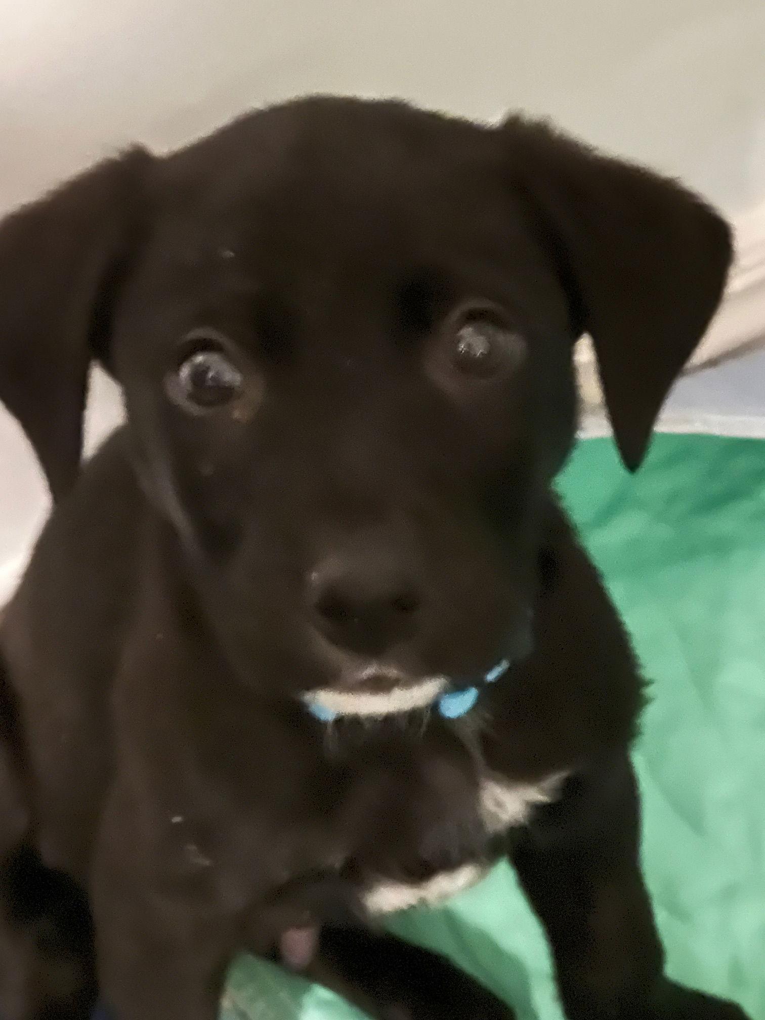 Big Mac, a Adoptable Labrador Retriever in Midway, UT image 2/2