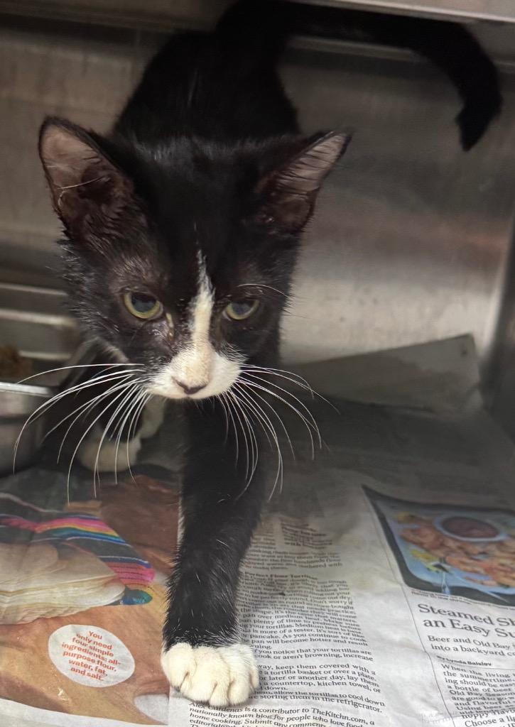 Chiquito, Adopted, Young Male Domestic Short Hair.