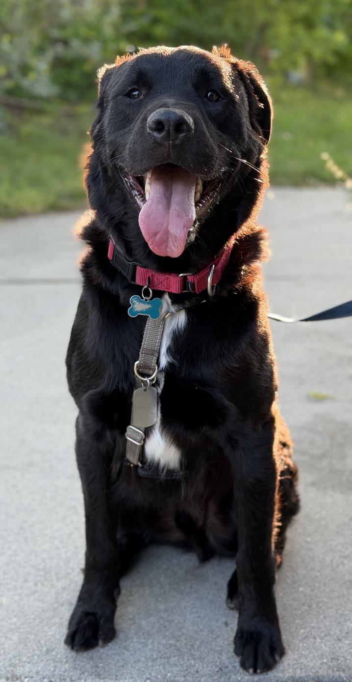 Jasper, a ADOPTABLE mixed breed in Boulder Creek, CA image 3/6