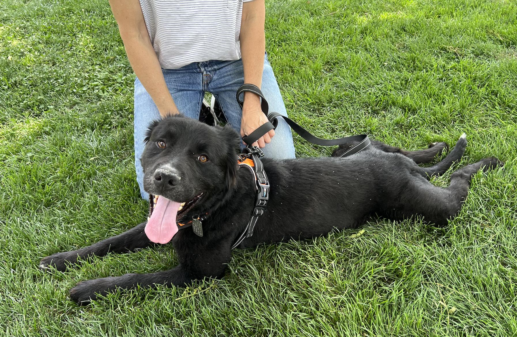 Jasper, ADOPTABLE, Young Male Black Labrador Retriever.