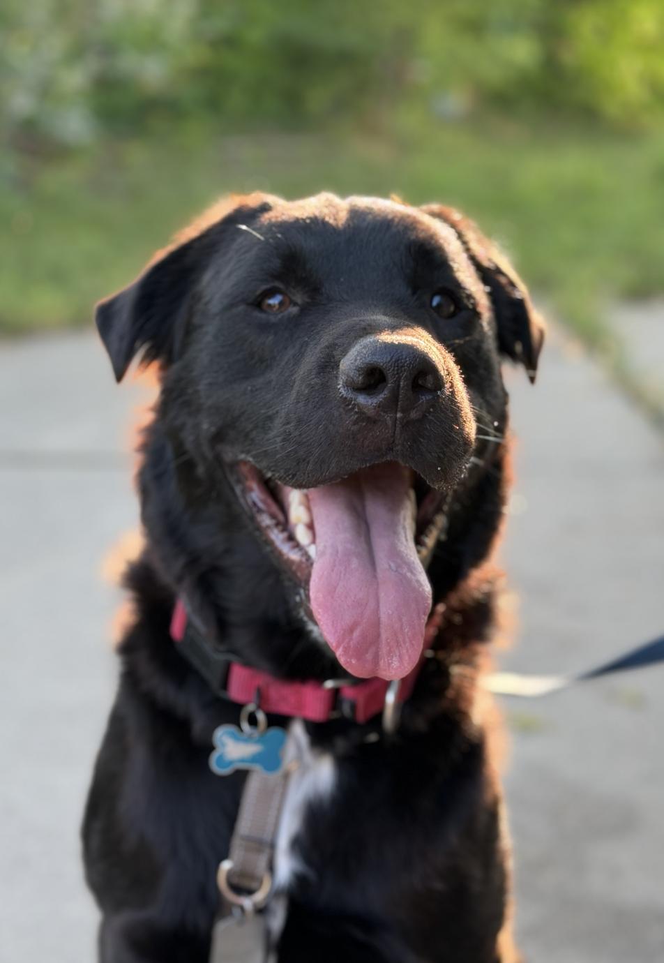 Jasper, a ADOPTABLE mixed breed in Boulder Creek, CA image 2/6