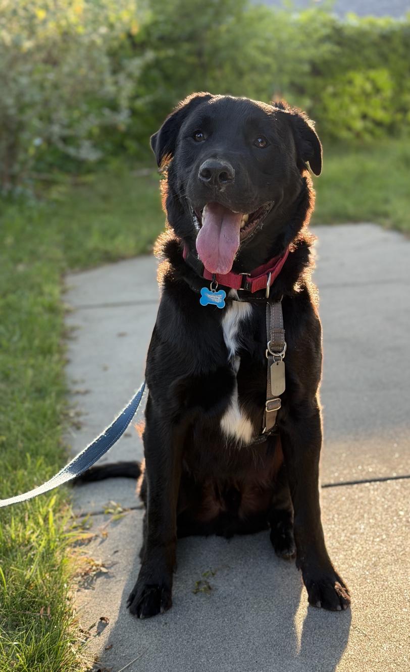 Jasper, a ADOPTABLE mixed breed in Boulder Creek, CA image 4/6