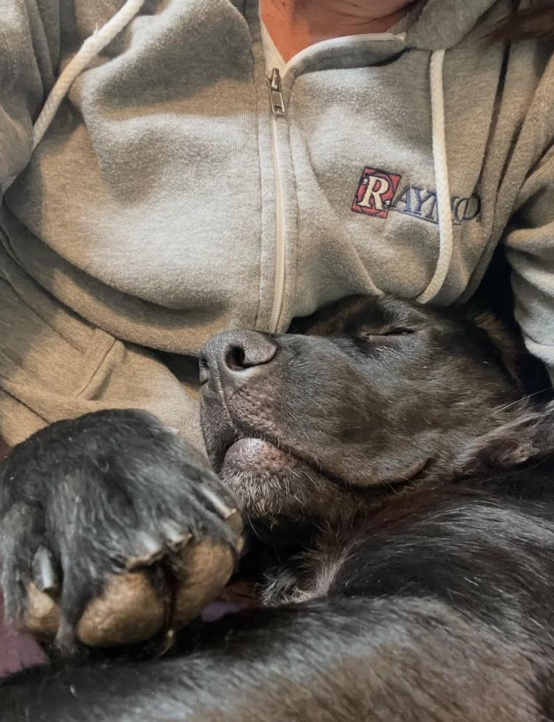 Enlarge Jasper, a ADOPTABLE mixed breed in Boulder Creek, CA image 3/3