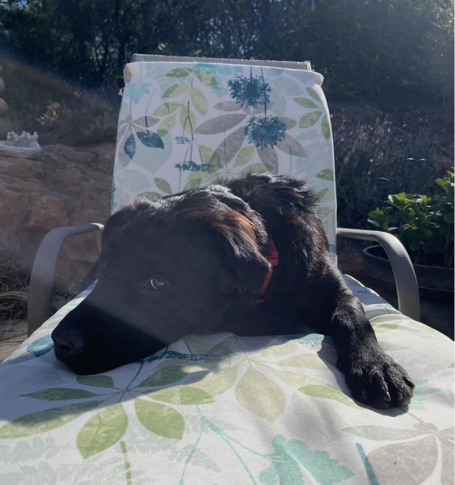 Enlarge Jasper, a ADOPTABLE mixed breed in Boulder Creek, CA image 2/3