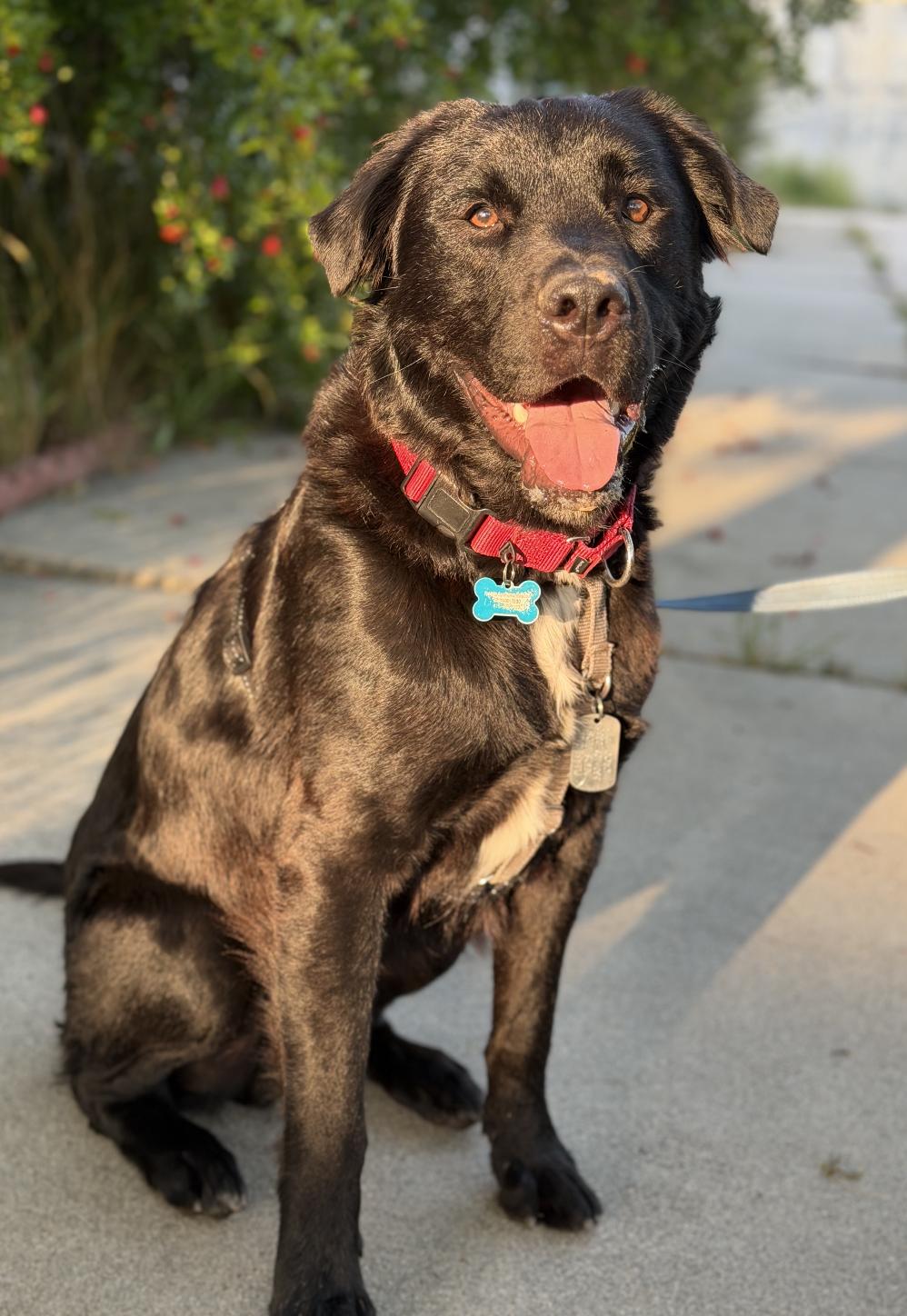 Jasper, a ADOPTABLE mixed breed in Boulder Creek, CA image 1/6