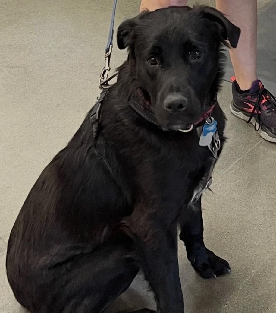 Jasper, ADOPTABLE, Young Male Black Labrador Retriever.