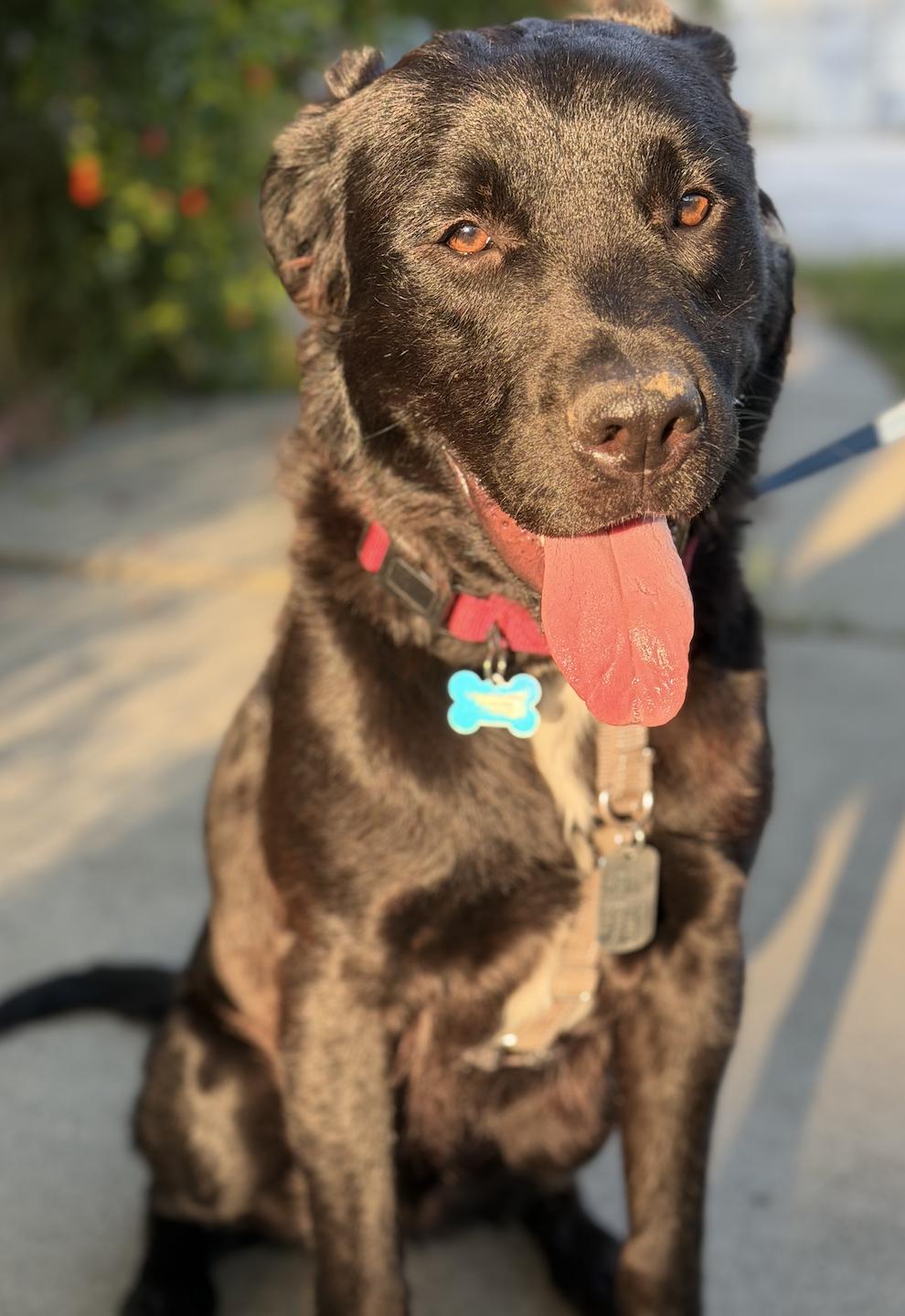 Jasper, a ADOPTABLE mixed breed in Boulder Creek, CA image 6/6
