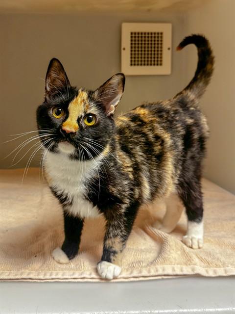 SERENITY, Adoptable, Young Female Domestic Short Hair.