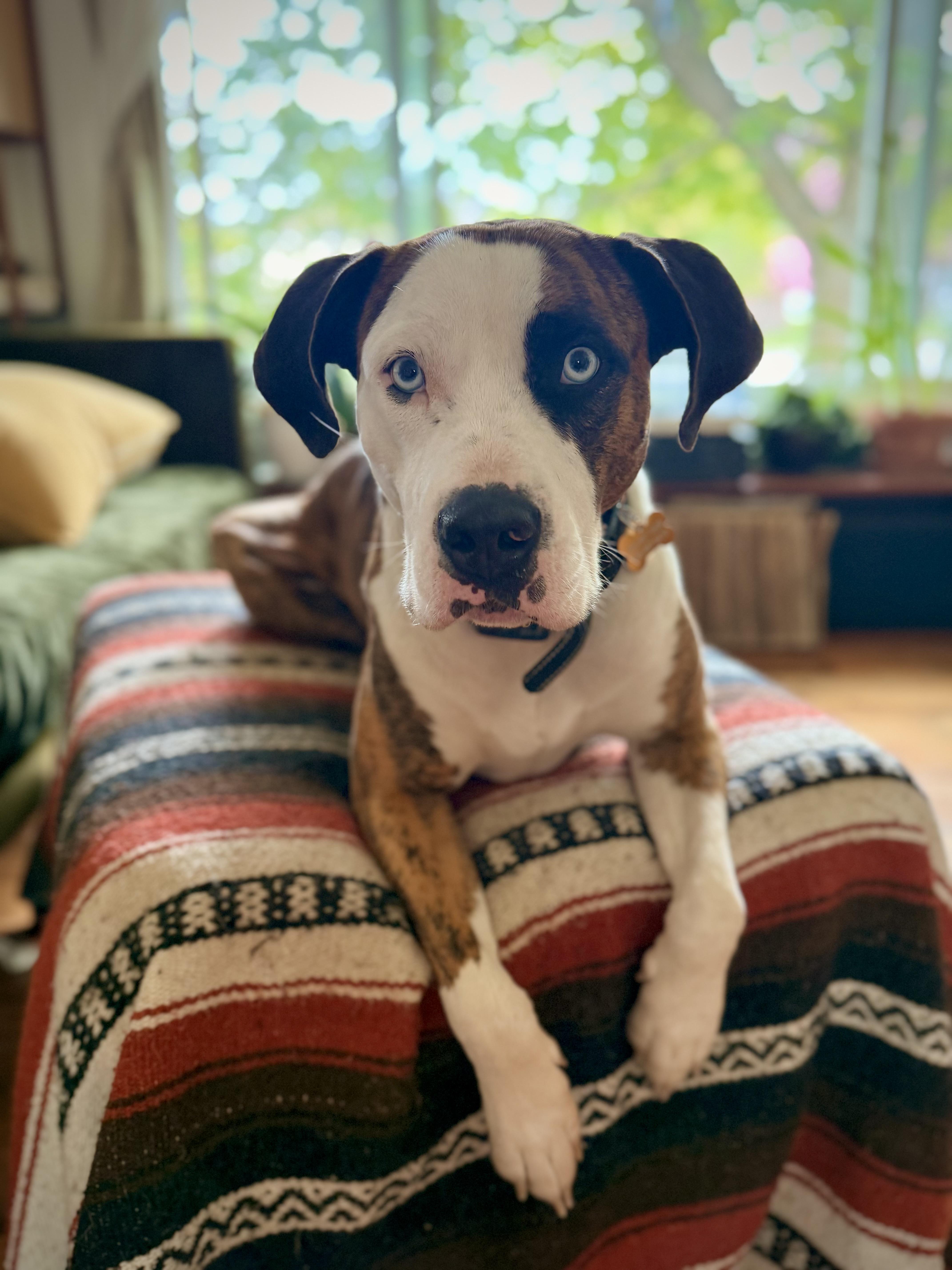 Brutus, a ADOPTABLE mixed breed in Lagrangeville, NY image 3/5