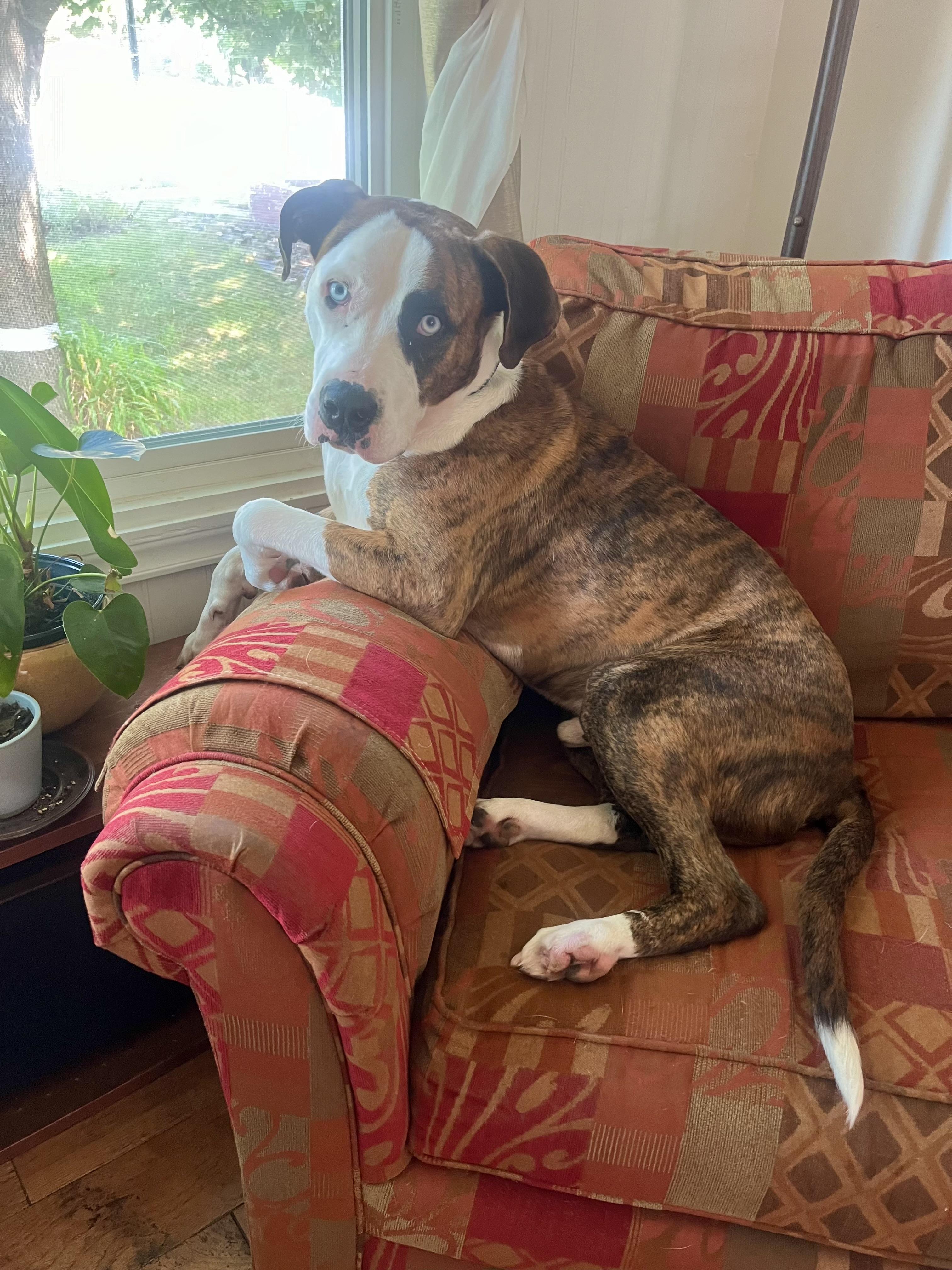 Brutus, a ADOPTABLE mixed breed in Lagrangeville, NY image 5/5