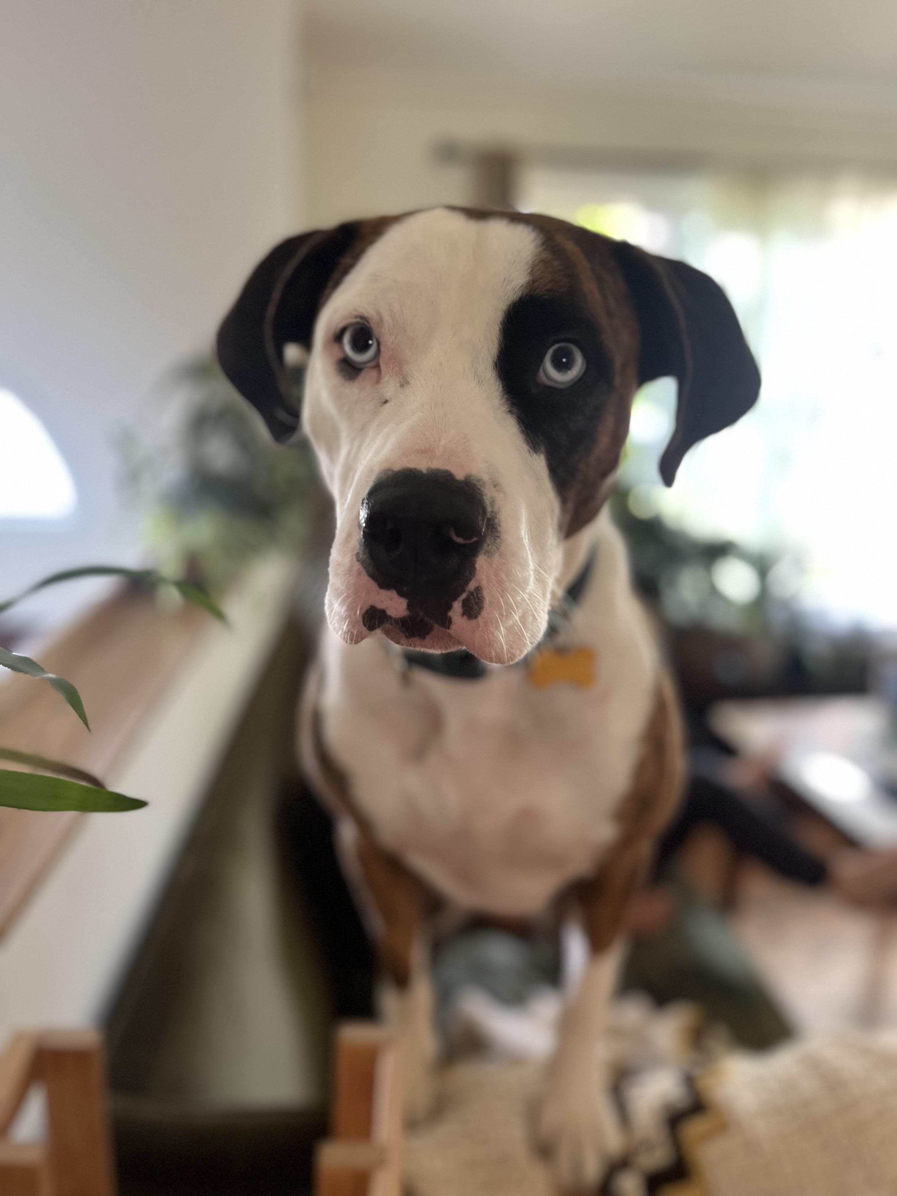 Brutus, a ADOPTABLE mixed breed in Lagrangeville, NY image 4/5