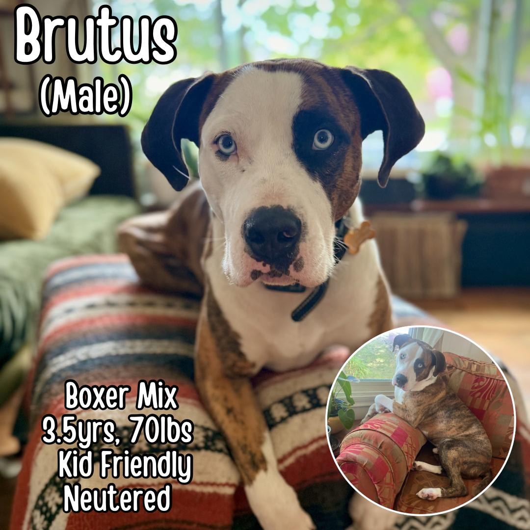Brutus, ADOPTABLE, Adult Male Boxer.