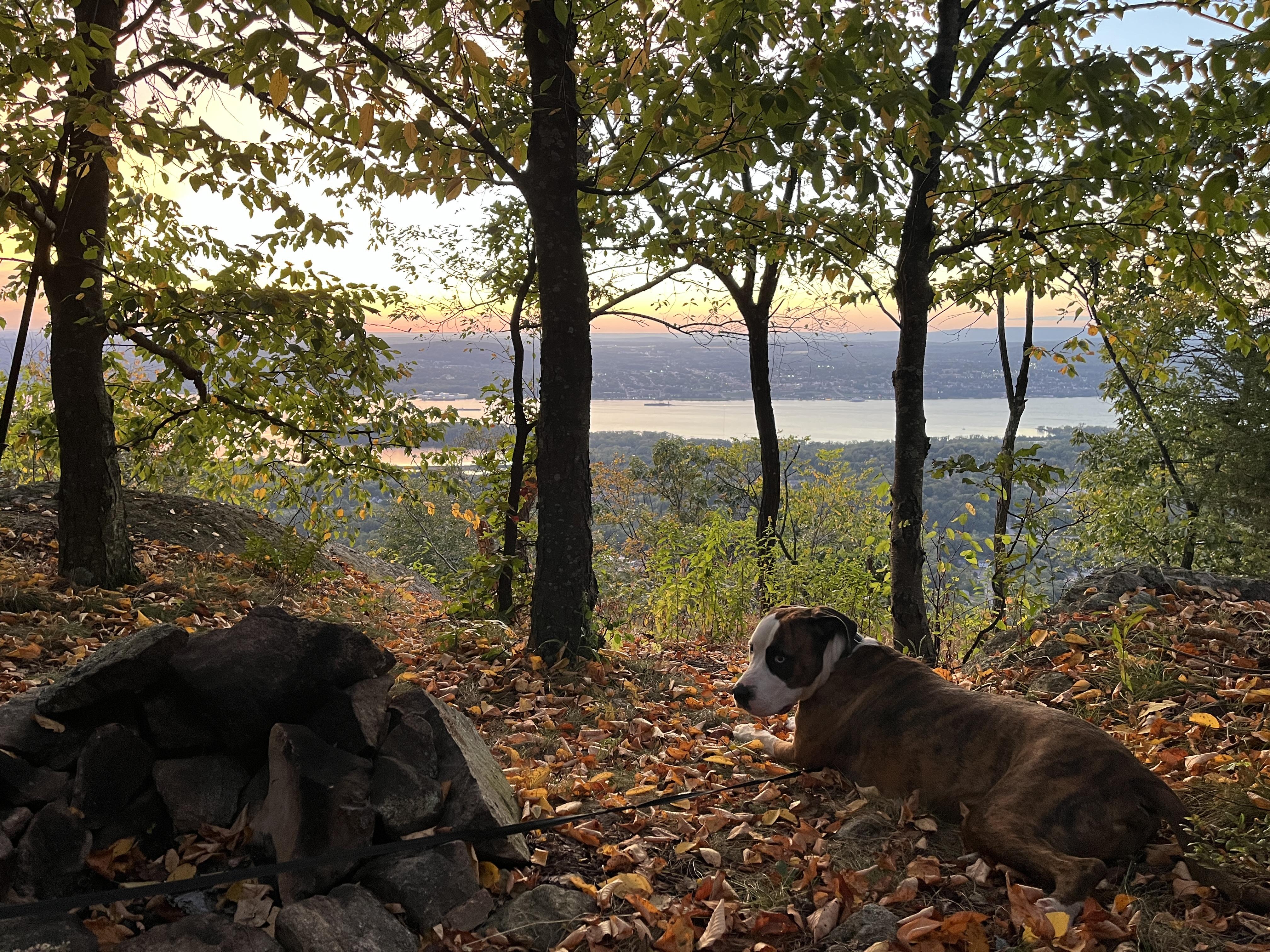Brutus, a ADOPTABLE mixed breed in Lagrangeville, NY image 2/5