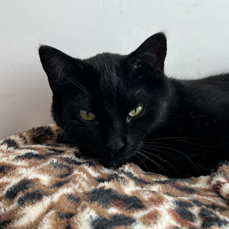 Enlarge Channing, an adoptable Domestic Short Hair in Geneseo, IL image 2/2