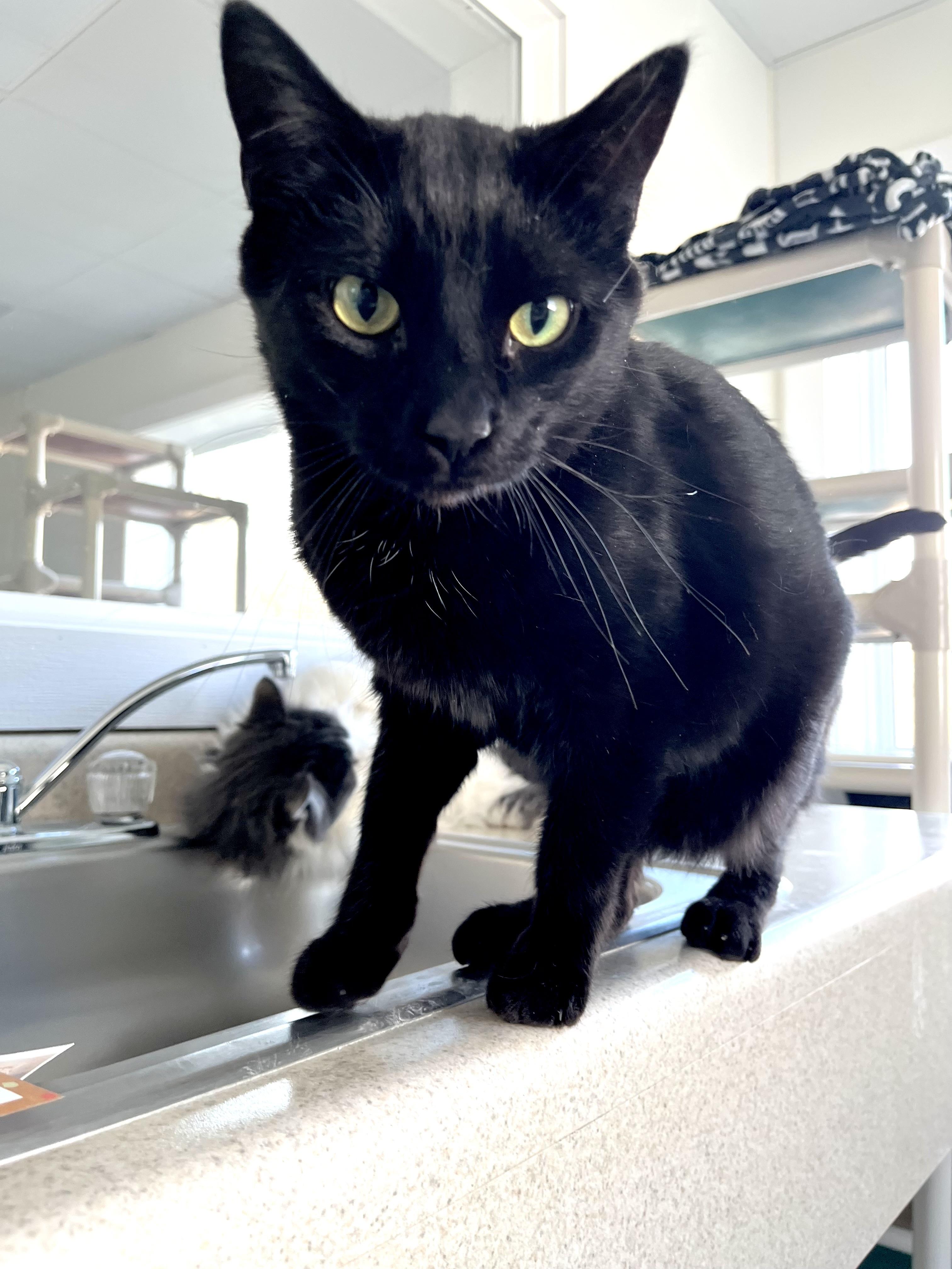 Channing, adoptable, Adult Male Domestic Short Hair.