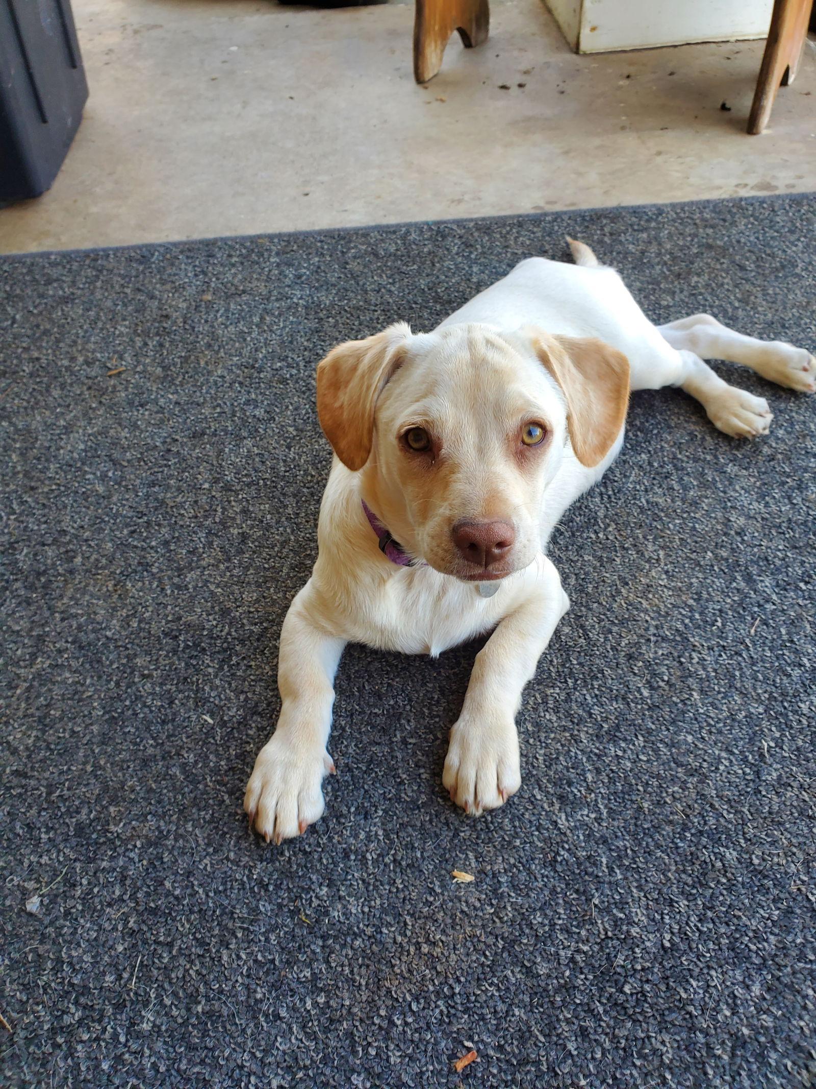 Harmony, Adopted, Puppy Female Pug & Dachshund.