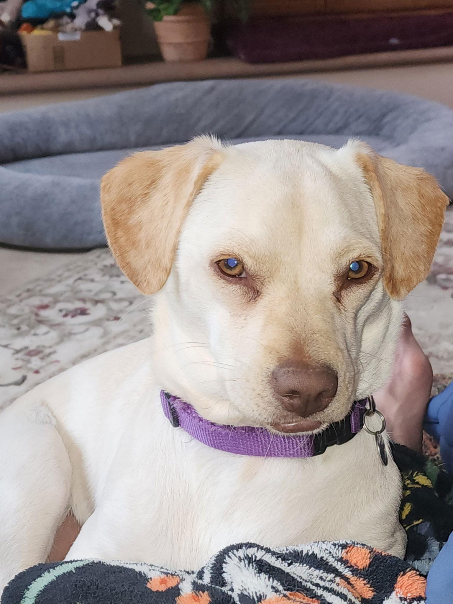 Harmony, a Adopted mixed breed in Escondido, CA image 2/3