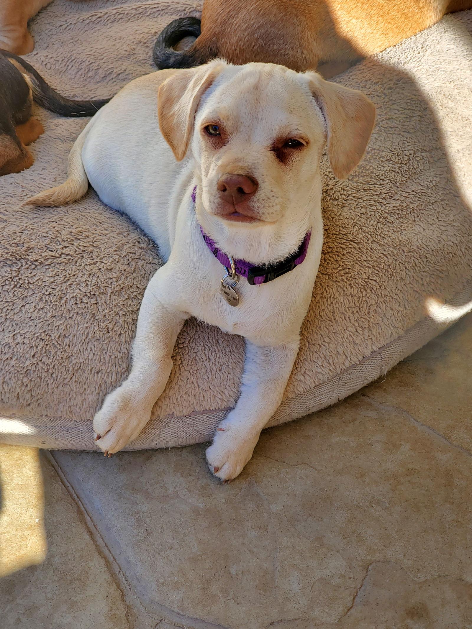 Harmony, a Adopted mixed breed in Escondido, CA image 3/3
