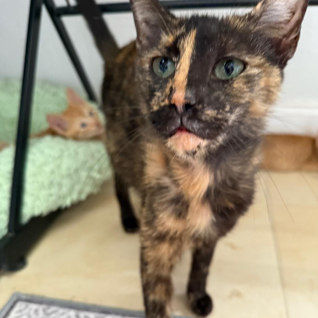 Elaine, a Adoptable Domestic Short Hair in Hollywood, FL image 3/4