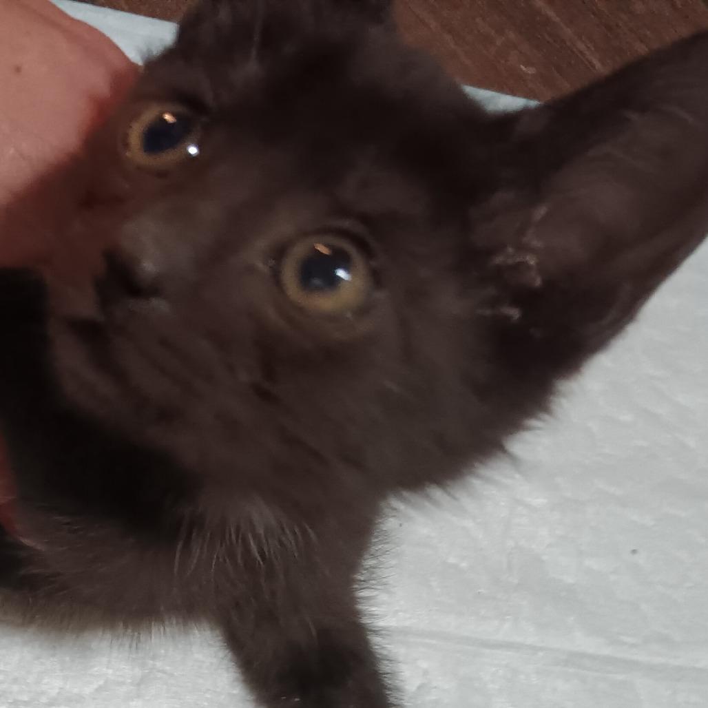 Titan, Adoptable, Kitten Male Domestic Short Hair.