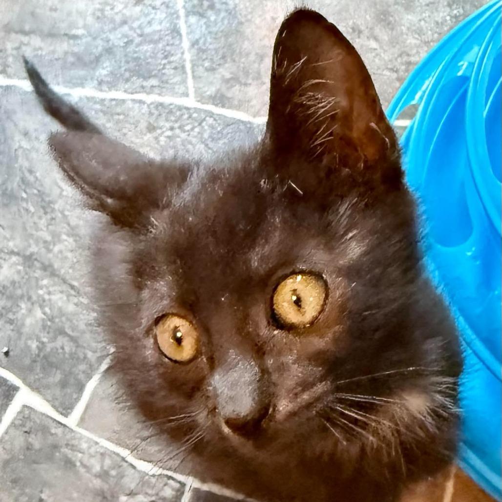 Titan, a Adoptable Domestic Short Hair in Marion, IL image 2/2