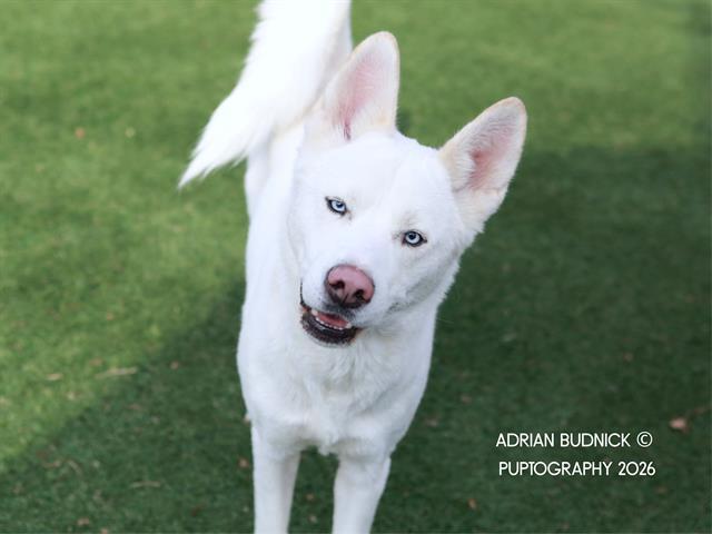 YETI, Adoptable, Adult Male Mixed Breed.