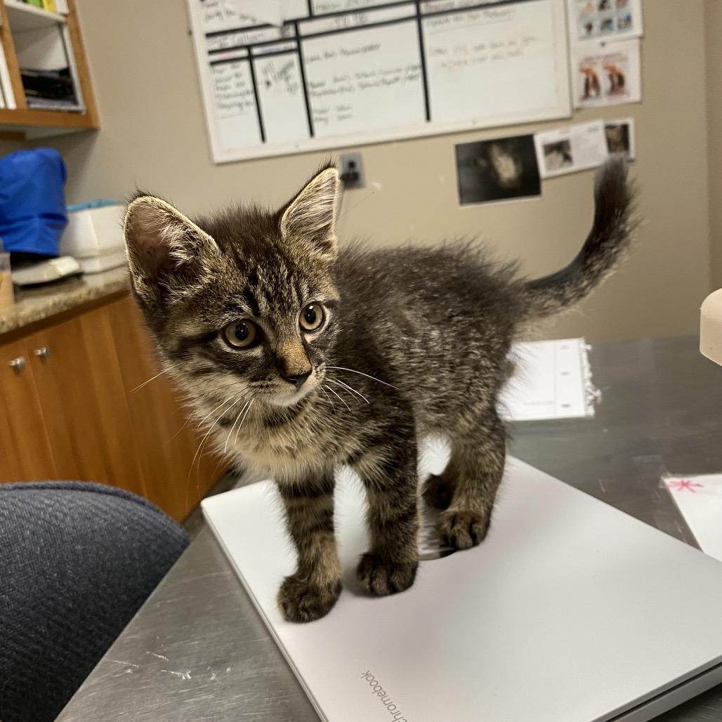 Walker, Adoptable, Kitten Male Domestic Short Hair.