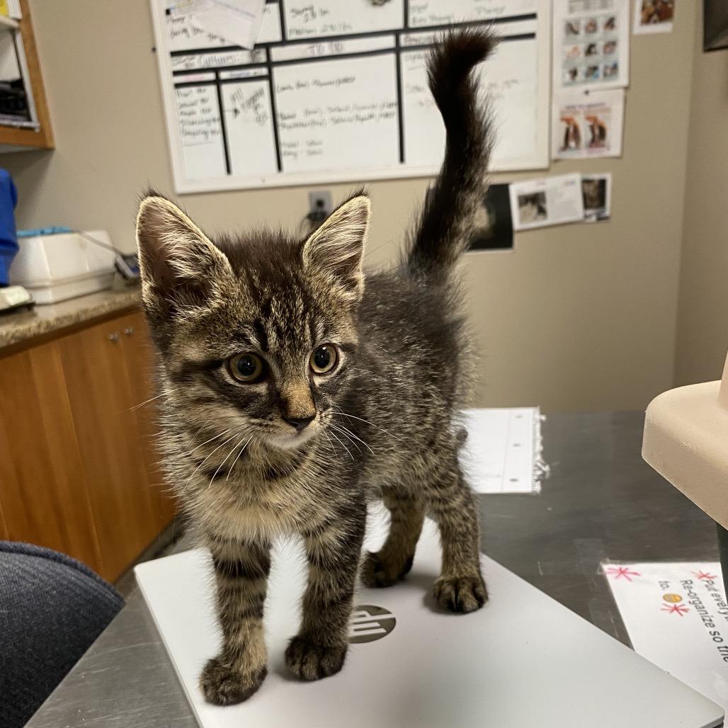 Enlarge Walker, a Adoptable Domestic Short Hair in Norfolk, NE image 2/3