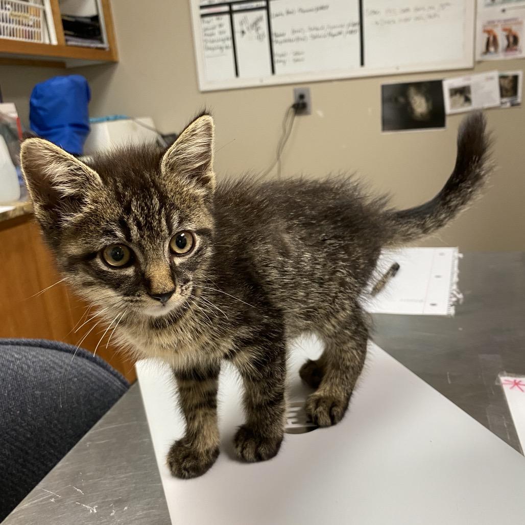 Enlarge Walker, a Adoptable Domestic Short Hair in Norfolk, NE image 3/3