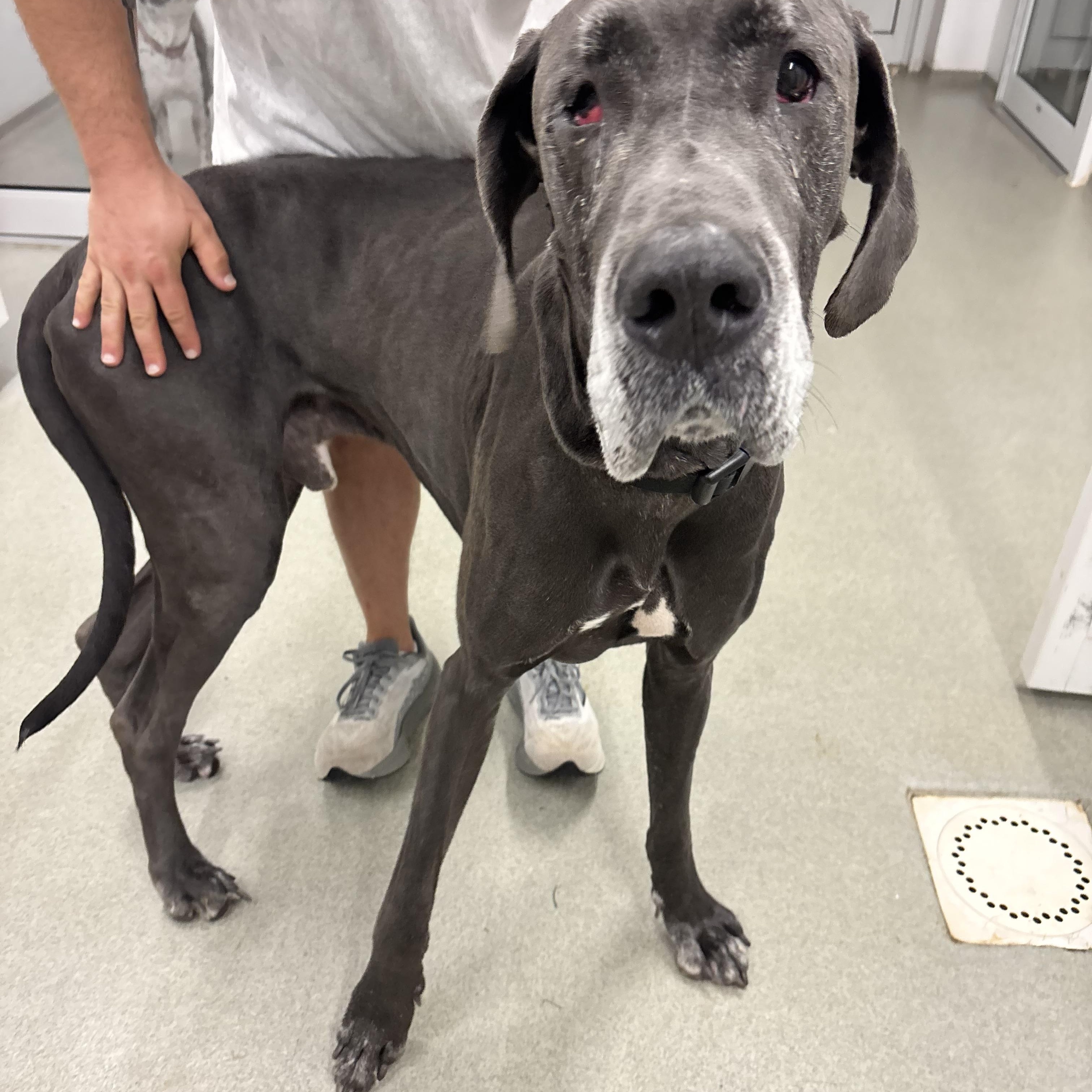 Enlarge Old Man Jenkins, a Adoptable Great Dane in Indiana, PA image 1/1