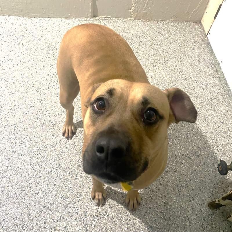 Junie B. , adopted, Adult Female Black Mouth Cur.