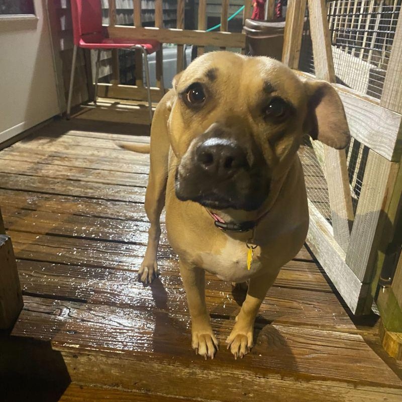 Junie B. , an adopted Black Mouth Cur in New Bedford, MA image 3/3