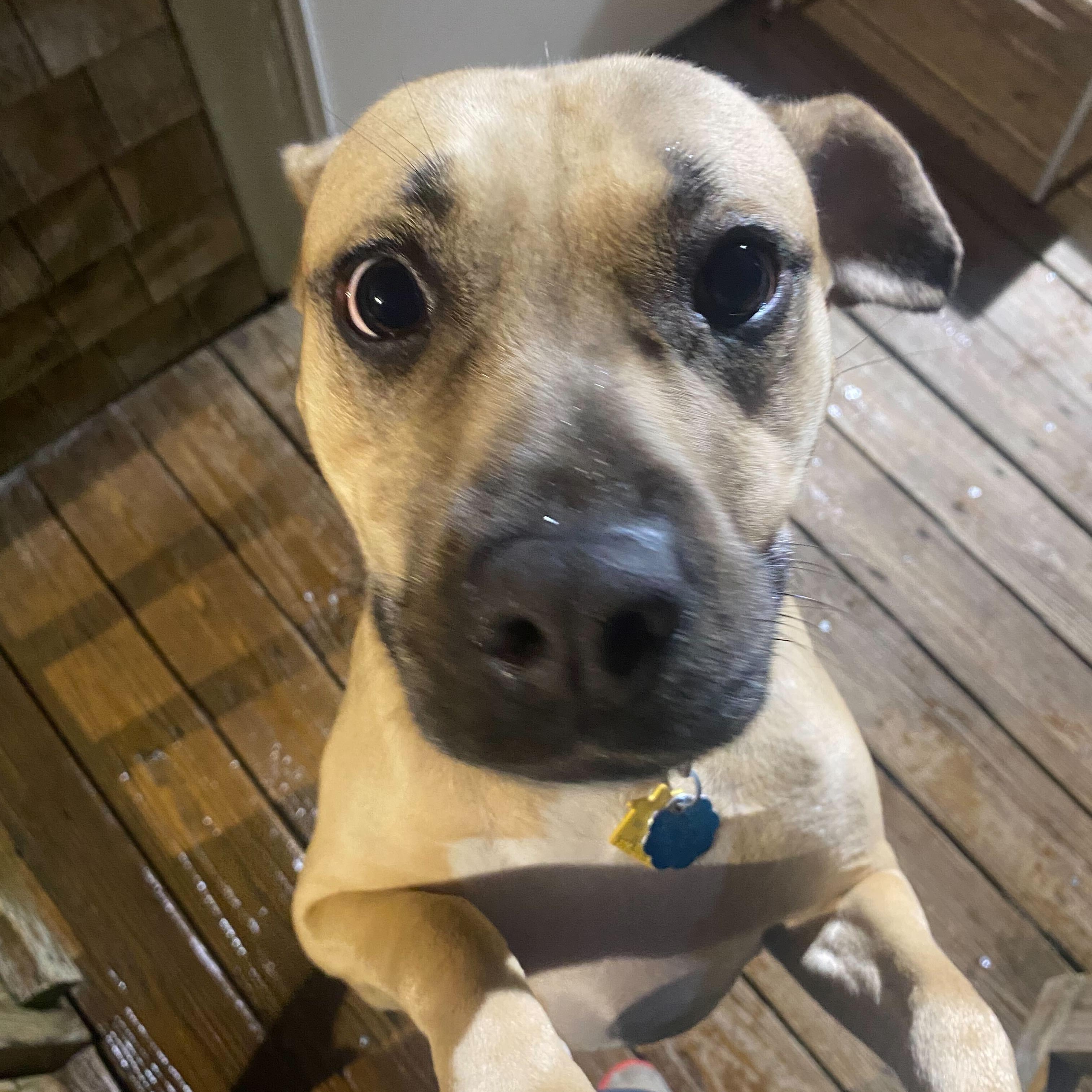 Junie B. , an adopted Black Mouth Cur in New Bedford, MA image 2/3