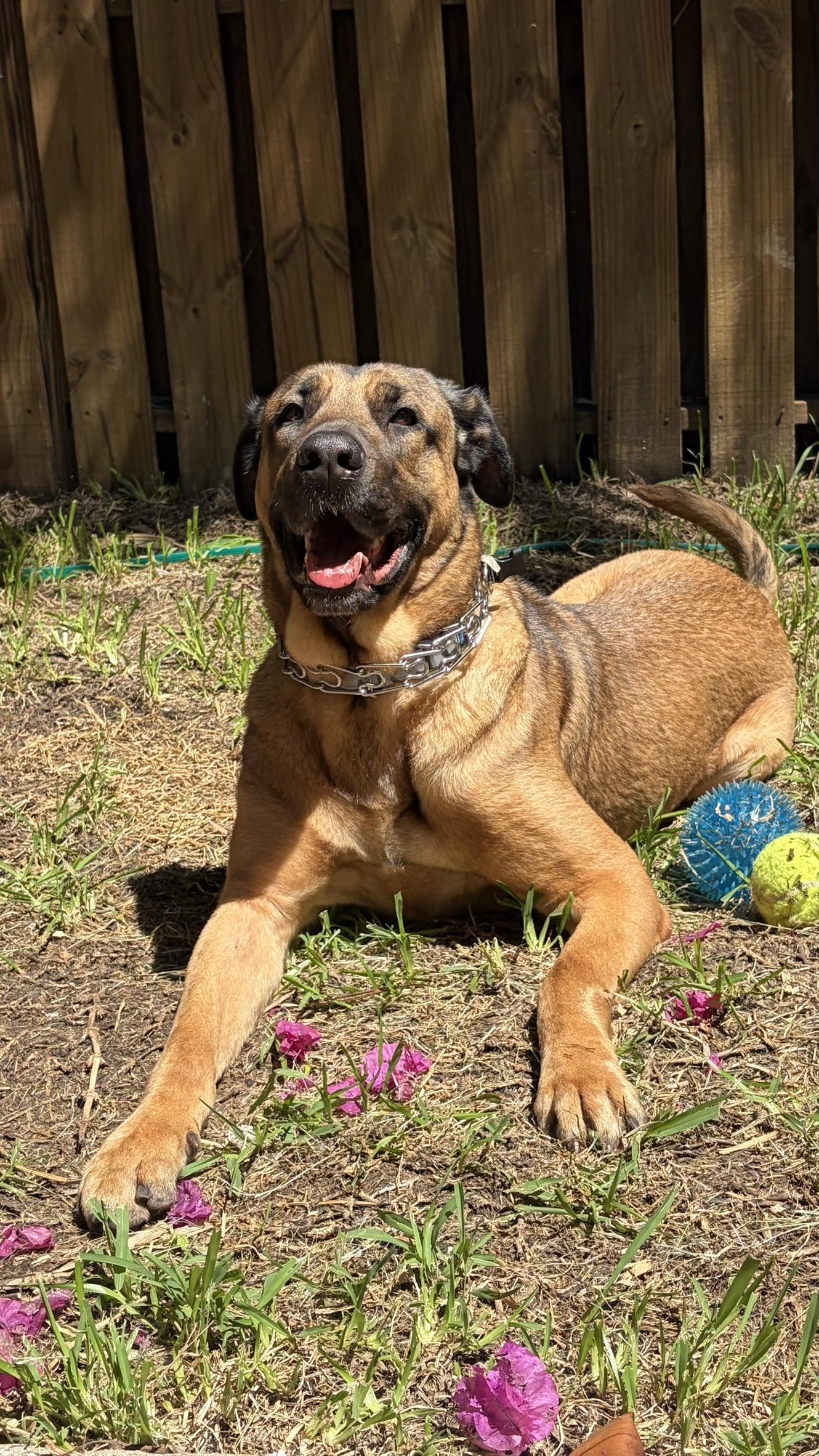 Enlarge SCOOBY, a Adoptable mixed breed in Miami Beach, FL image 3/6