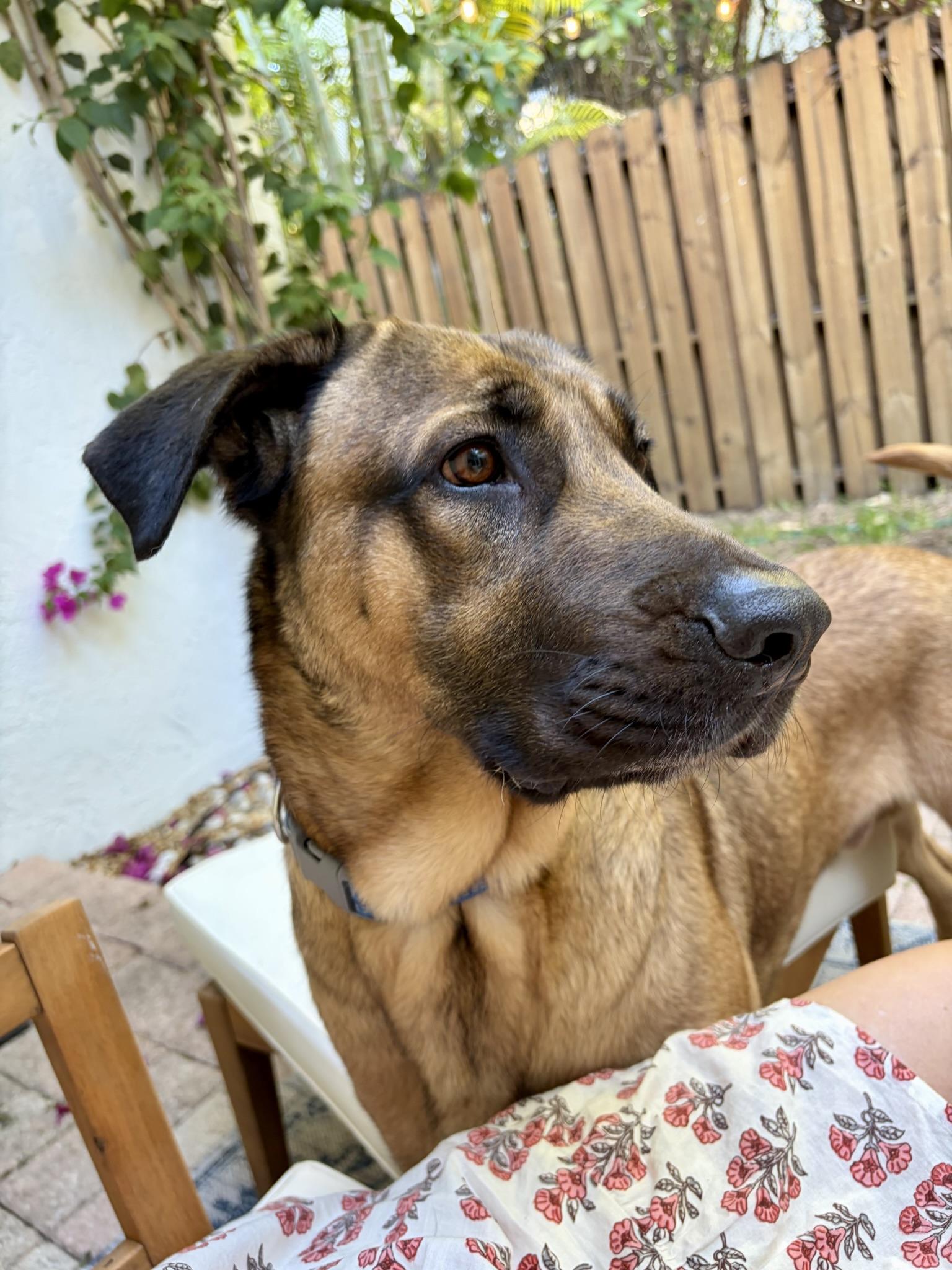 Enlarge SCOOBY, a Adoptable mixed breed in Miami Beach, FL image 2/6