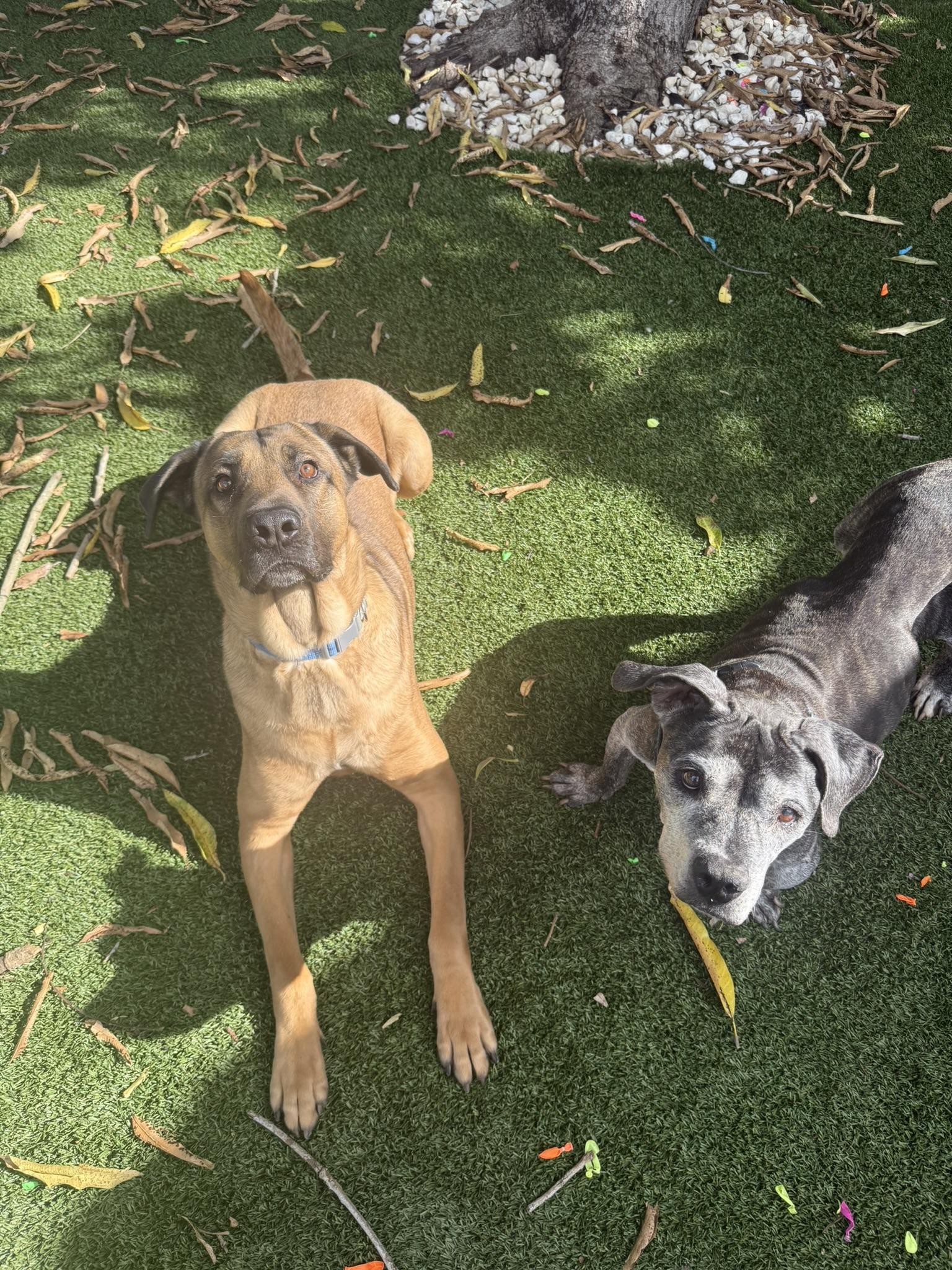 Enlarge SCOOBY, a Adoptable mixed breed in Miami Beach, FL image 4/6