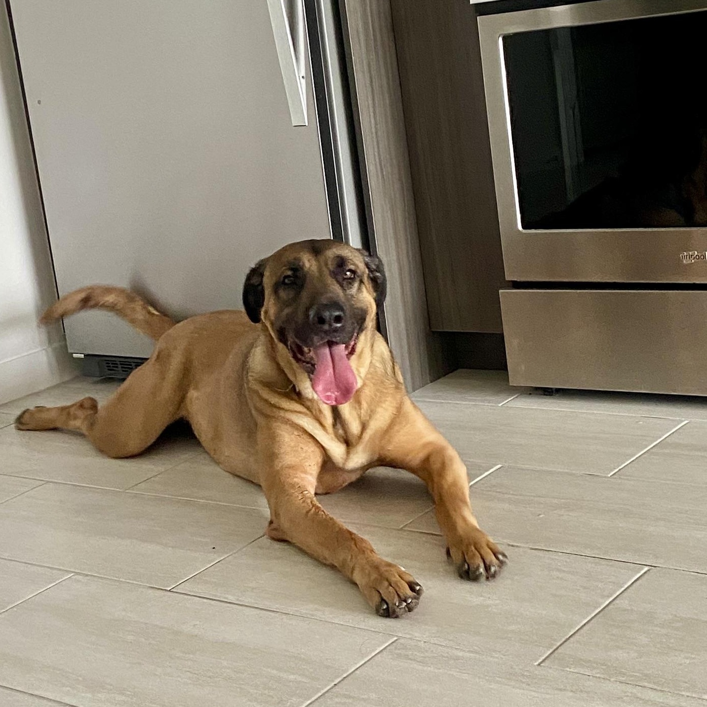 Enlarge SCOOBY, a Adoptable mixed breed in Miami Beach, FL image 1/6