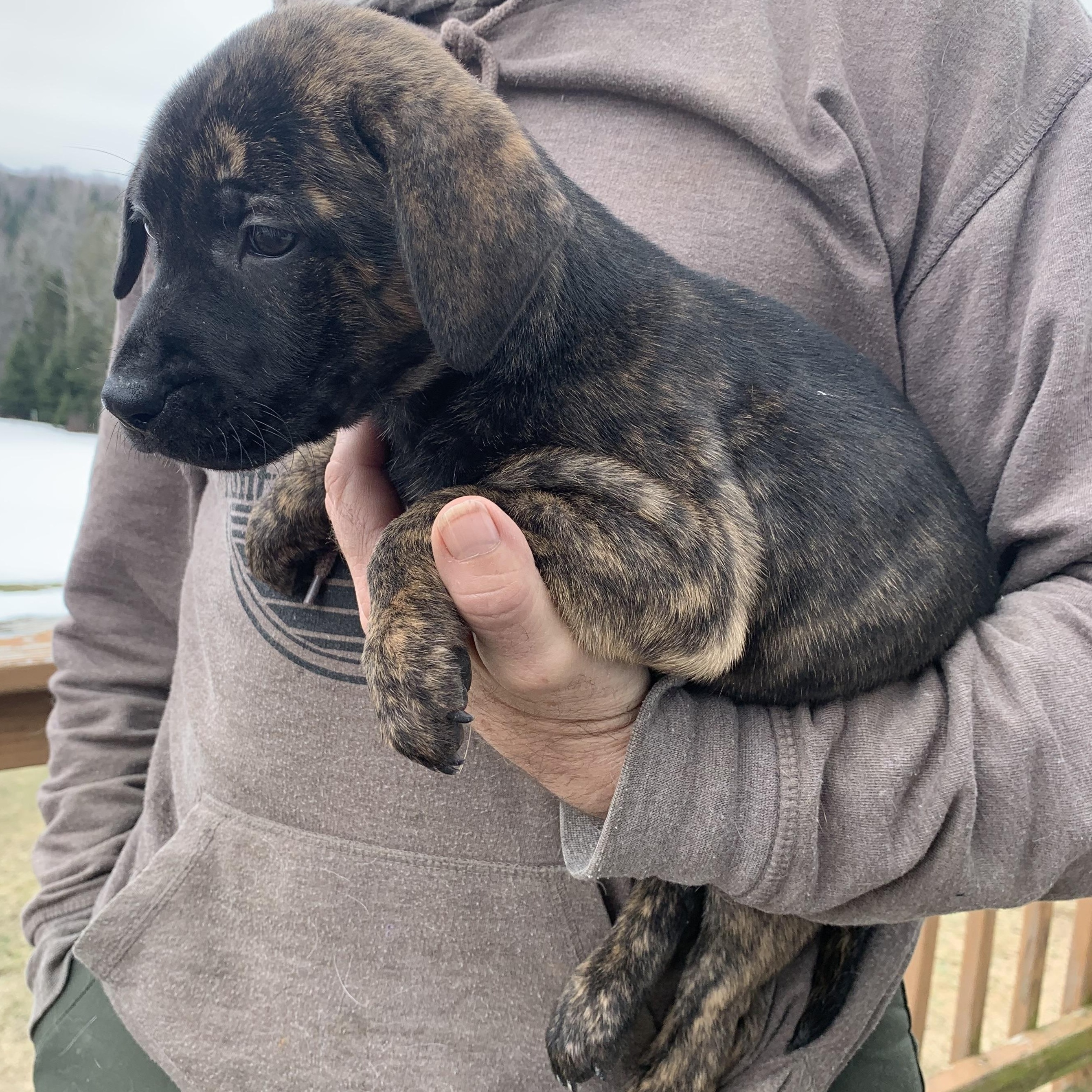 Enlarge Fern, a ADOPTABLE Mixed Breed in Danville, VT image 3/3