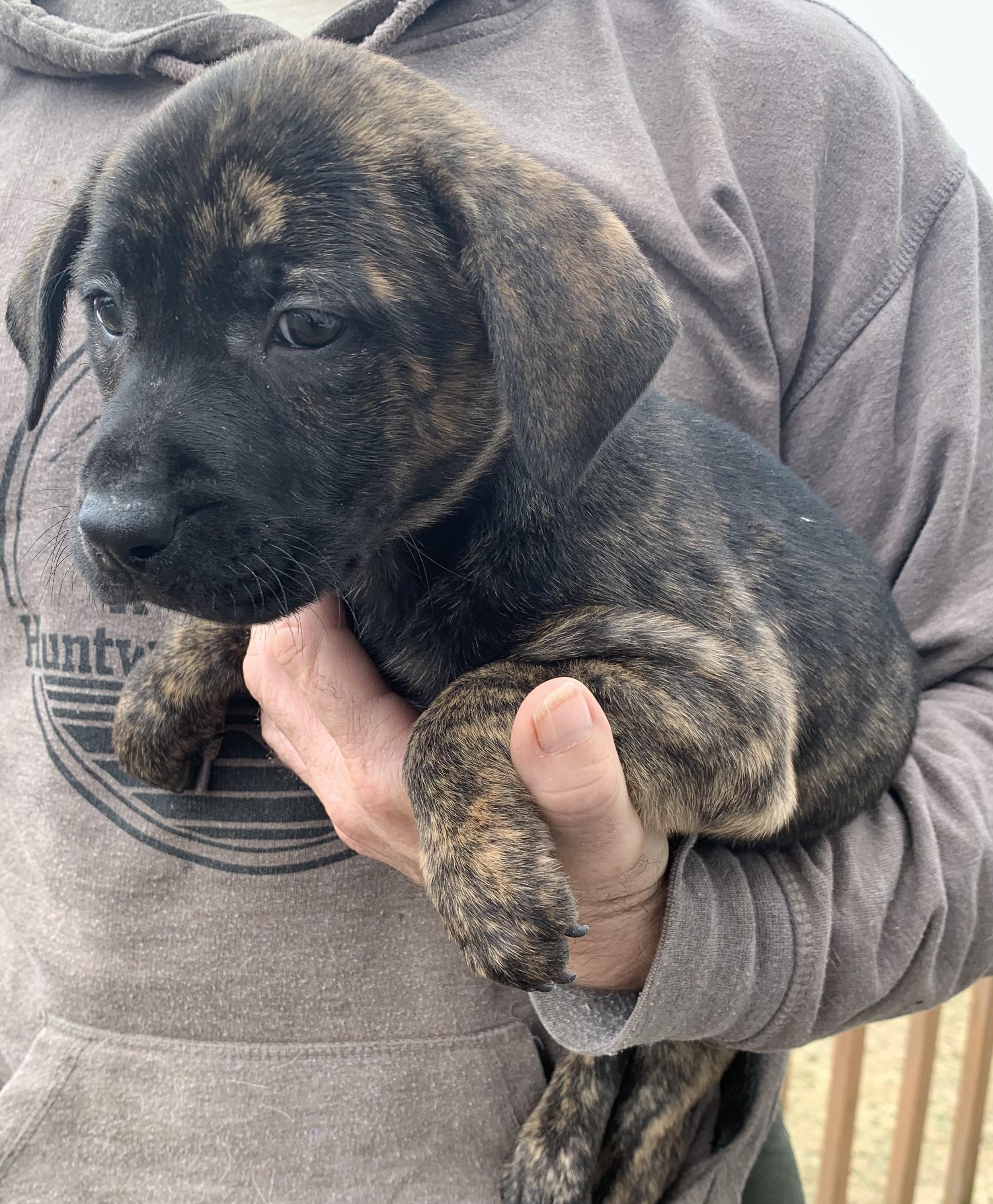 Enlarge Fern, a ADOPTABLE Mixed Breed in Danville, VT image 2/3