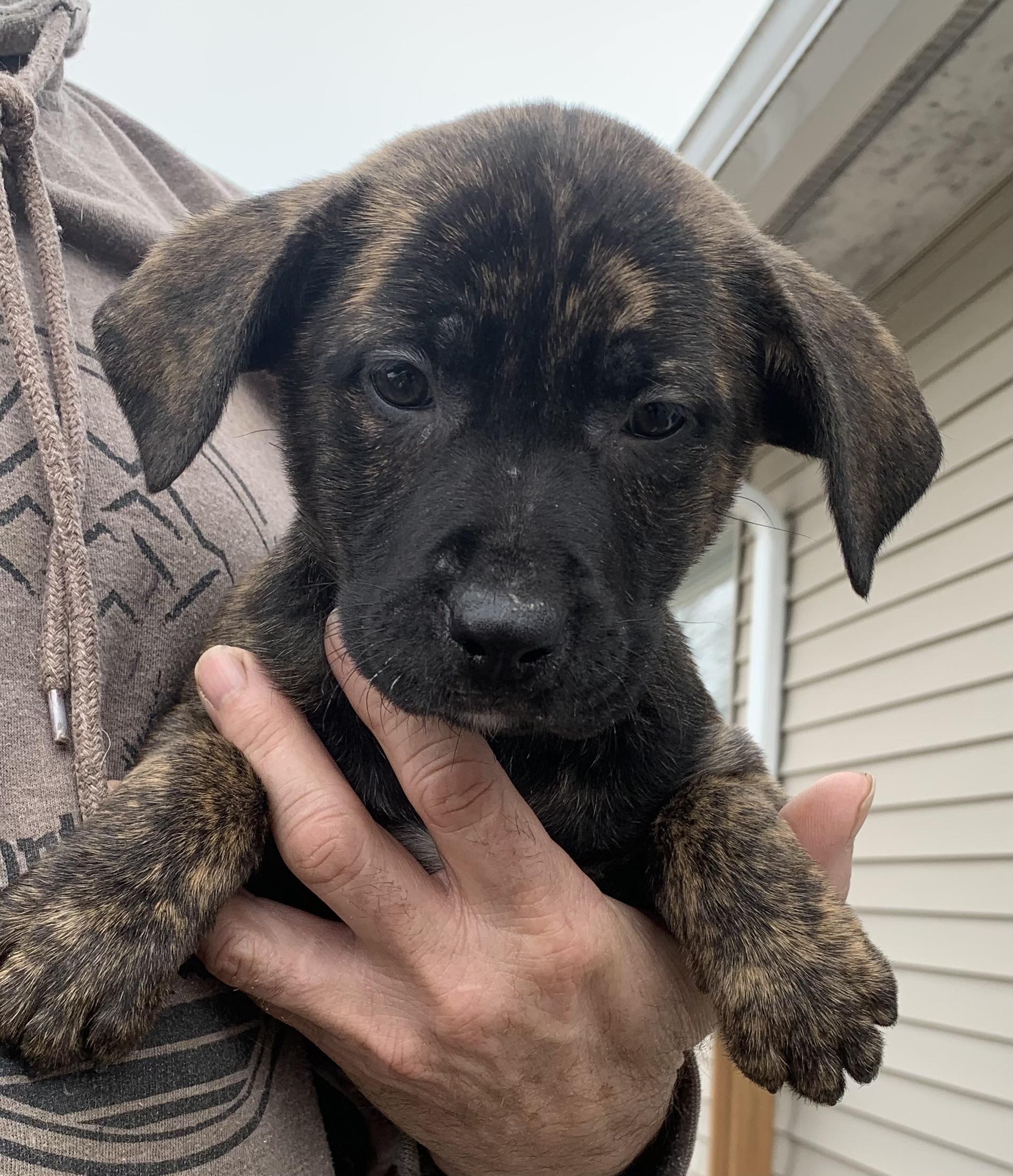 Enlarge Fern, a ADOPTABLE Mixed Breed in Danville, VT image 1/3