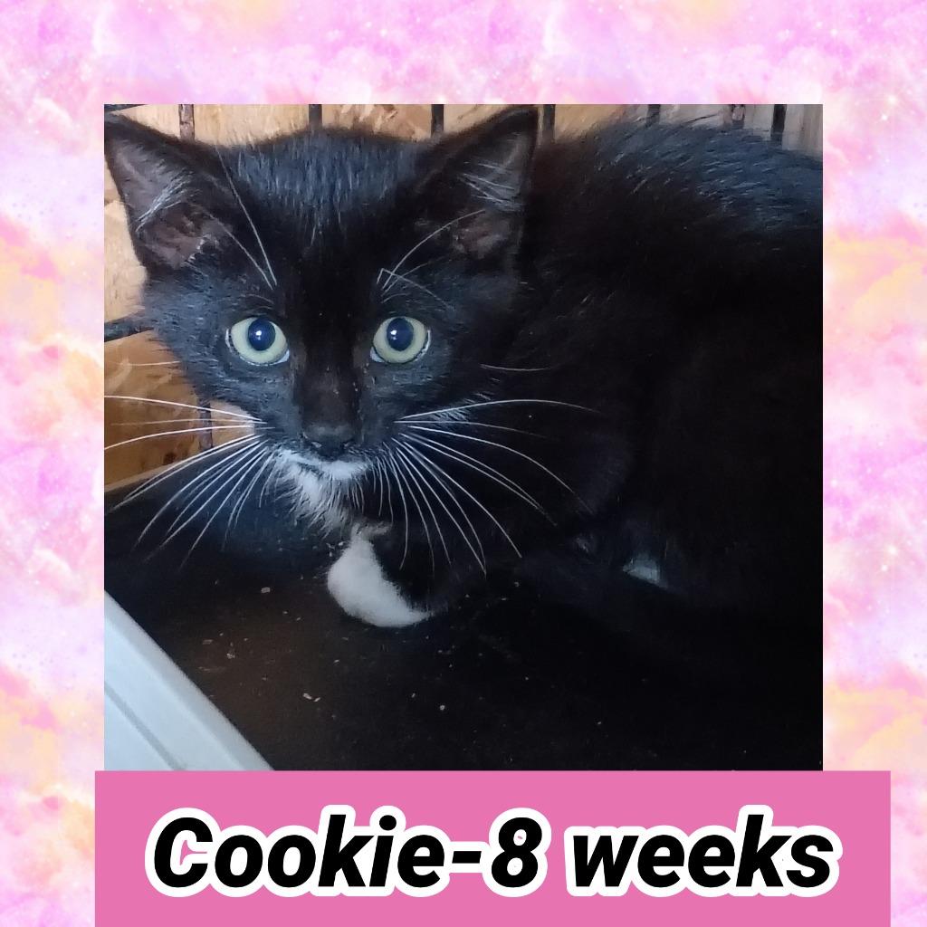 Cookie, Adopted, Kitten Female Domestic Short Hair.