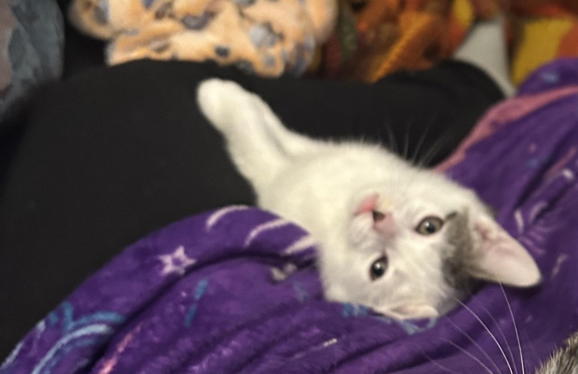 Enlarge Domino, a Adopted Domestic Short Hair in Bayonne, NJ image 1/5