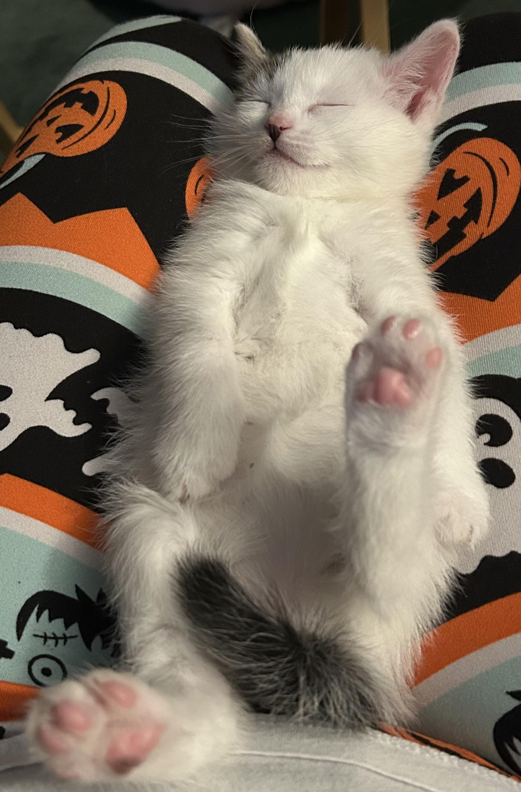 Enlarge Domino, a Adopted Domestic Short Hair in Bayonne, NJ image 3/5