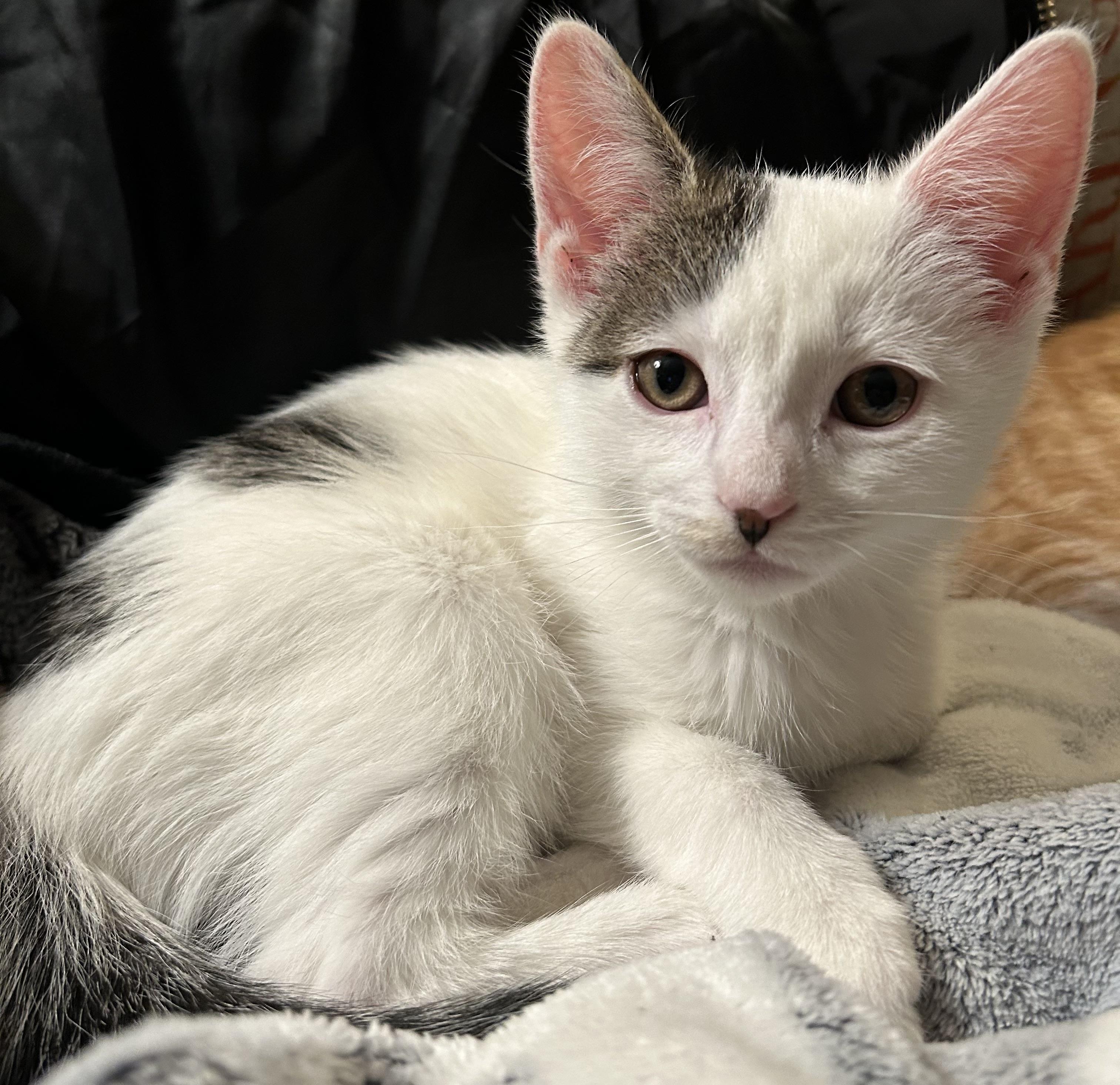 Enlarge Domino, a Adopted Domestic Short Hair in Bayonne, NJ image 4/5