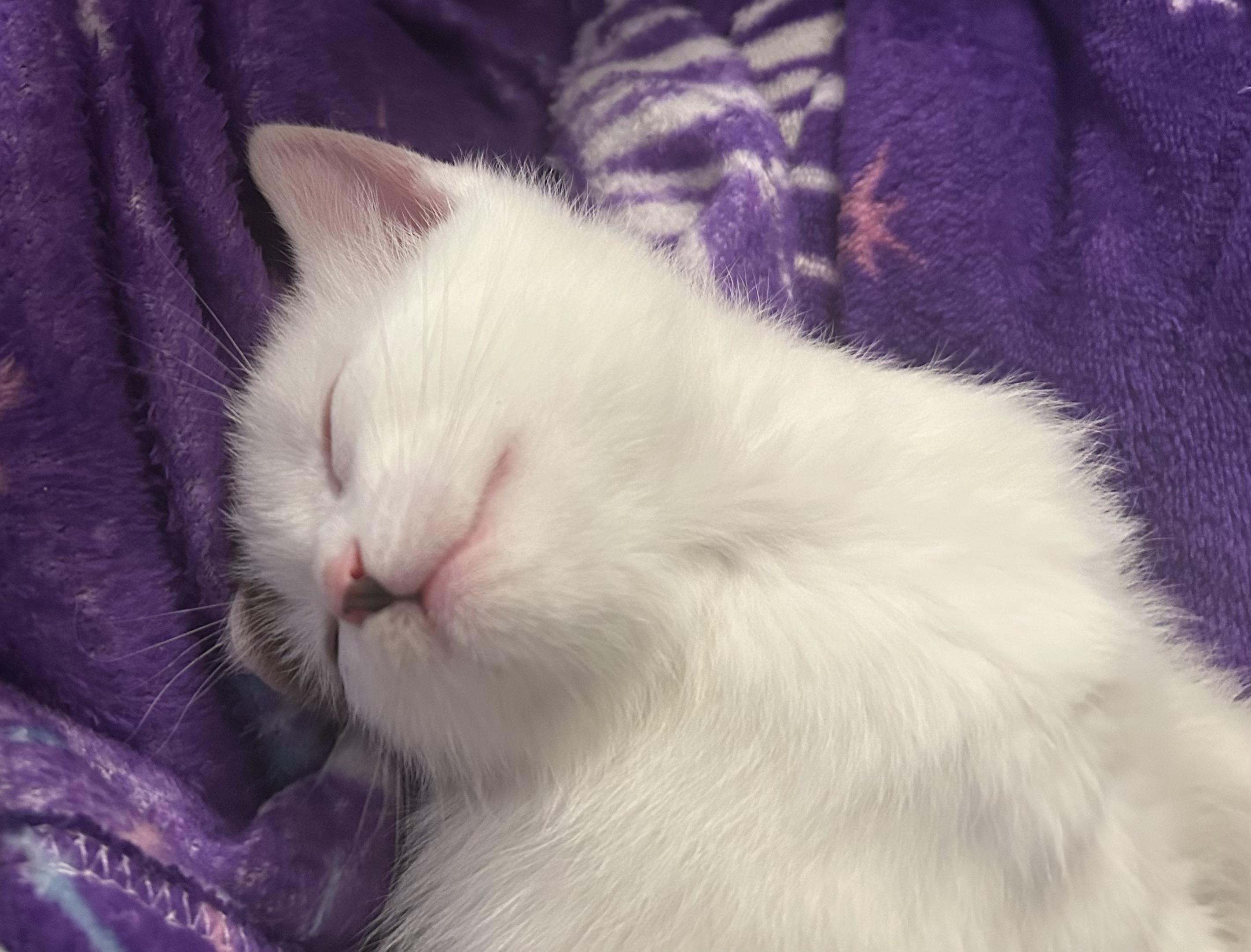 Enlarge Domino, a Adopted Domestic Short Hair in Bayonne, NJ image 5/5