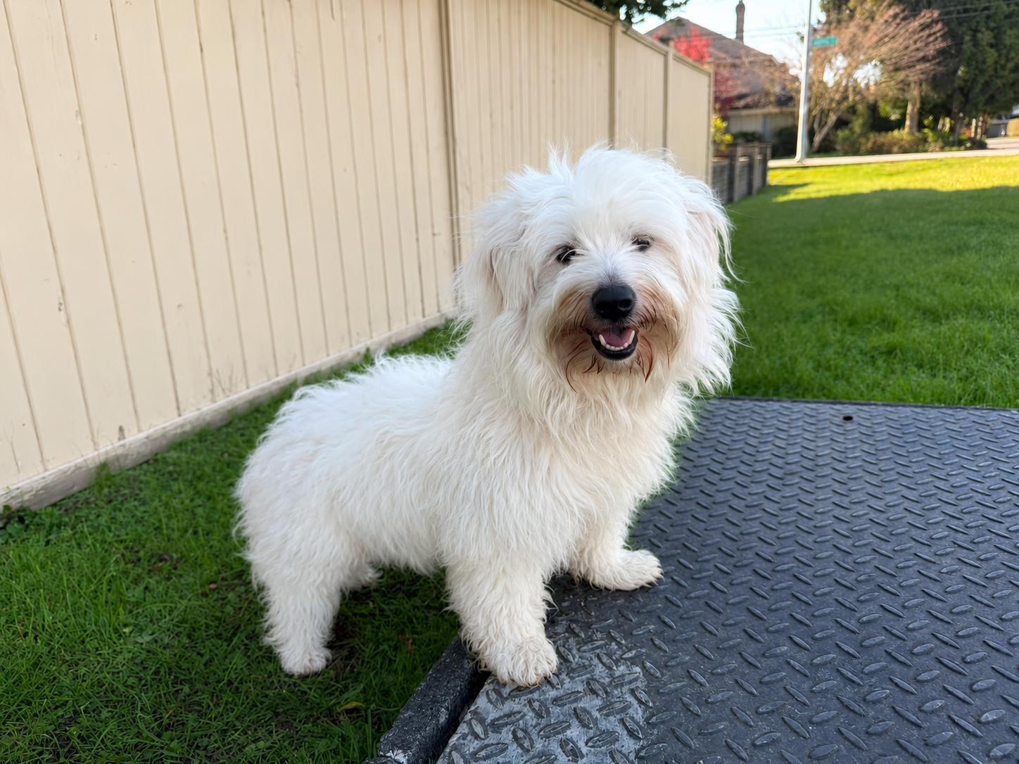 Enlarge Gina, a ADOPTABLE mixed breed in North Vancouver , BC image 3/4