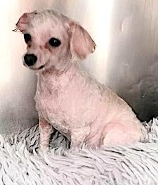 Mashed Potato, Adopted, Adult Female Miniature Poodle.