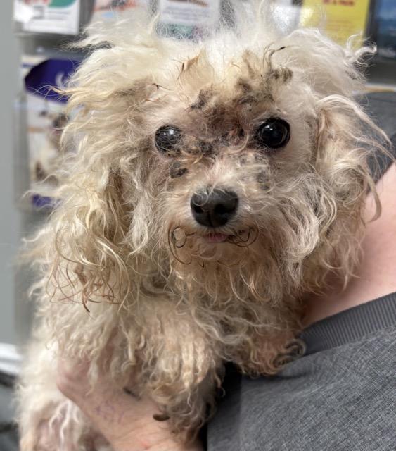 Enlarge Mashed Potato, a Adopted Miniature Poodle in Mount Airy, NC image 2/5