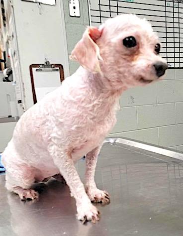 Enlarge Mashed Potato, a Adopted Miniature Poodle in Mount Airy, NC image 5/5